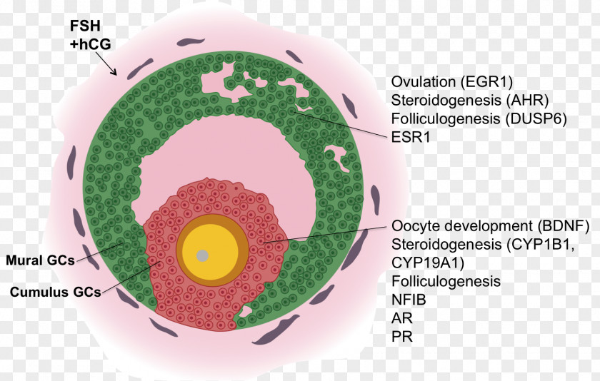 Granulosa Cell Antral Follicle Oocyte Gene Expression Profiling PNG