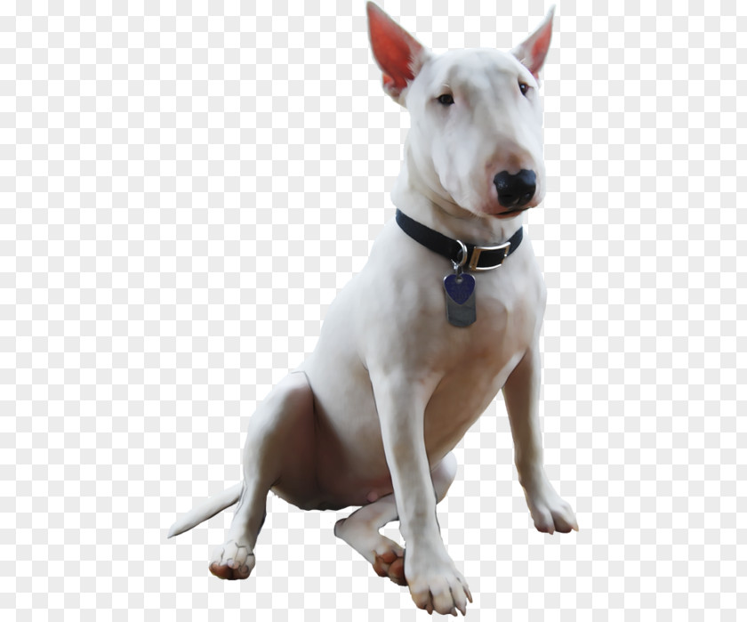 Icelandic Sheepdog Miniature Bull Terrier And Old English White PNG