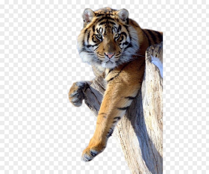 Lion Panther Cat Felidae Cheetah PNG