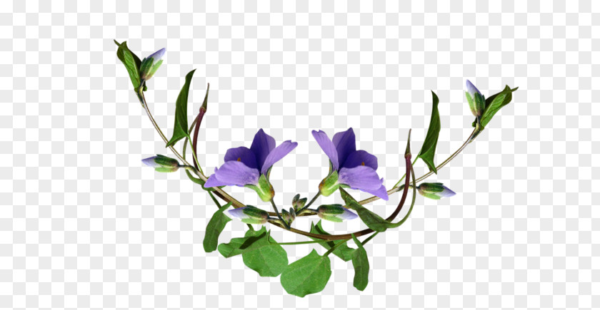 Purple Cut Flowers Mauve Lilac PNG