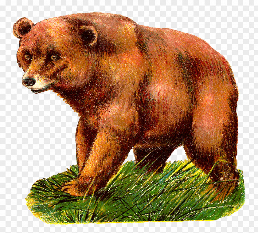 Bear Grizzly Alaska Peninsula Brown Clip Art PNG