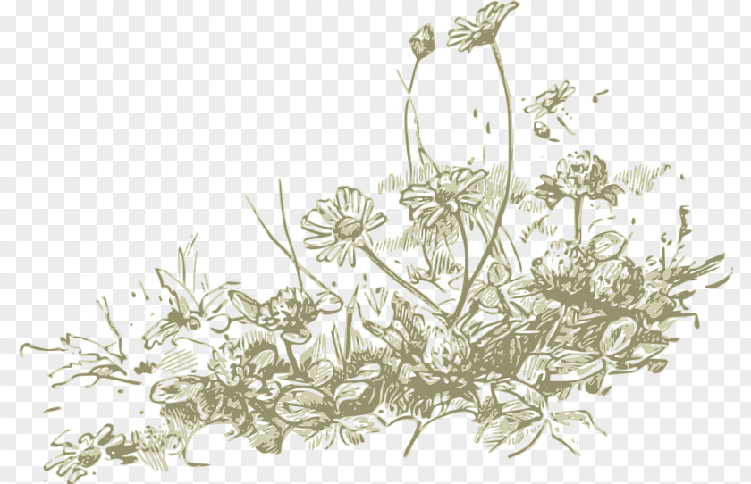 Chrysanthemum Wildflower Drawing Clip Art PNG
