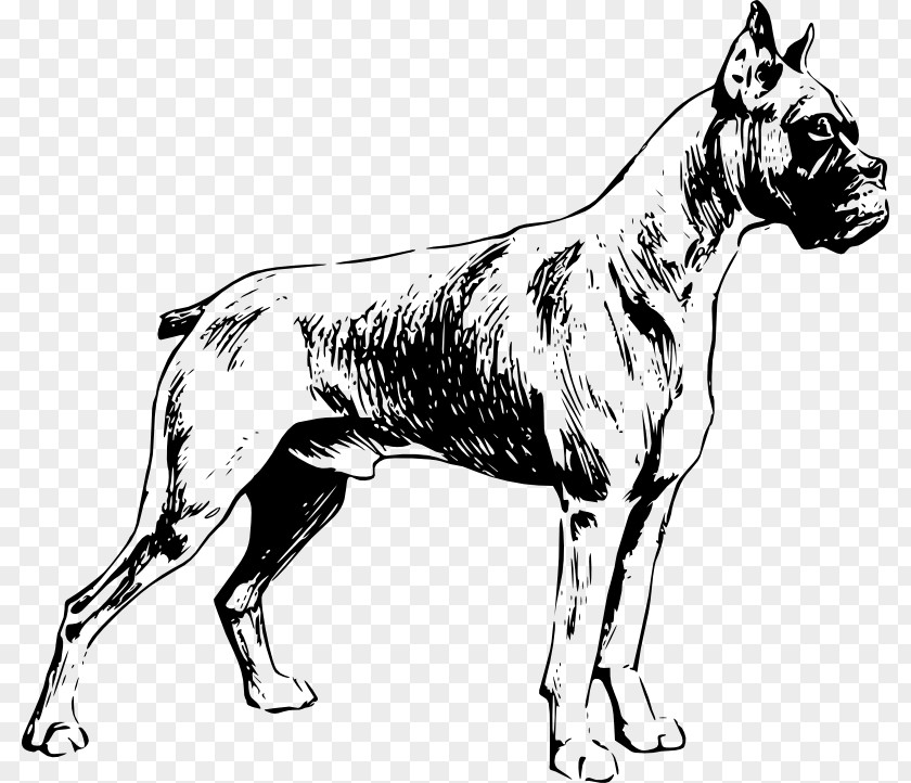 Outline Of A Dog Boxer Puppy Drawing Clip Art PNG