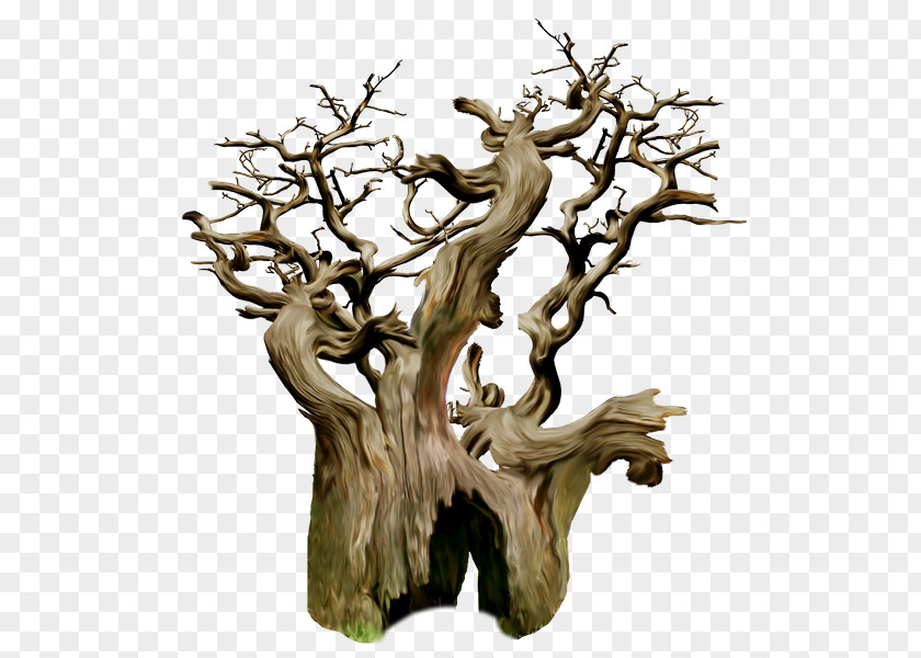 Tree Trunk Stump Branch PNG