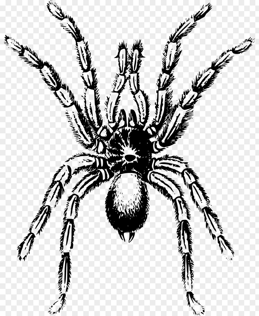 Blackandwhite Parasite Cartoon Spider PNG