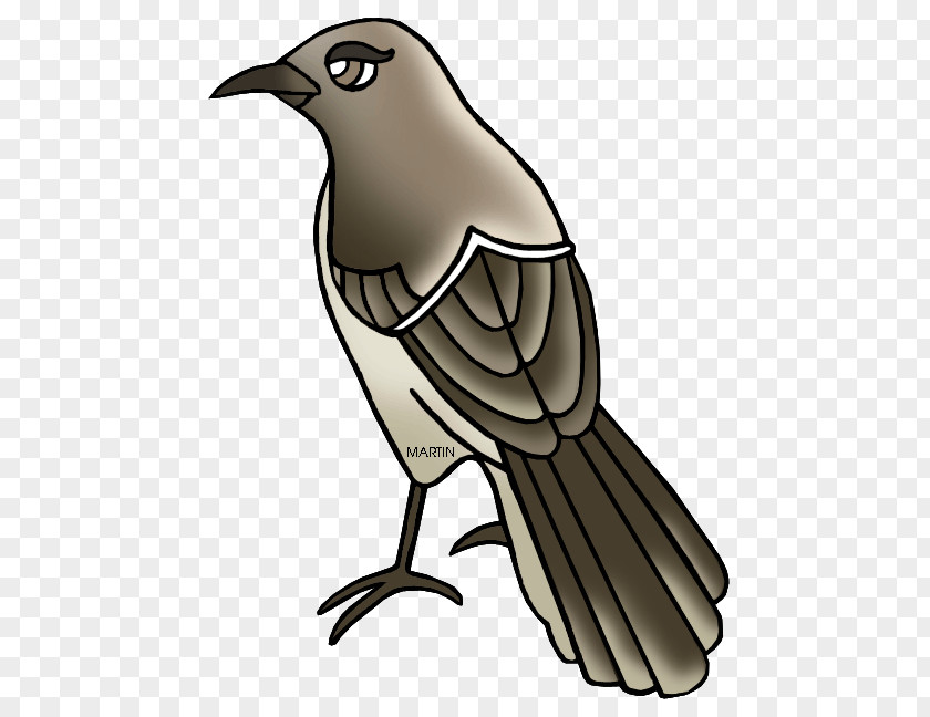 Feather Beak Tail Clip Art PNG