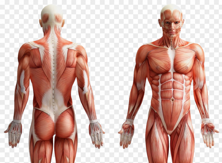 Core Rectus Abdominis Muscle Human Body Anatomy PNG