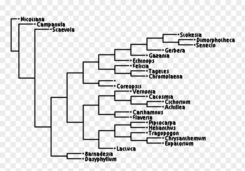 Filograma Cladogram Phylogenetic Tree Dendroscope Phylogenetics PNG