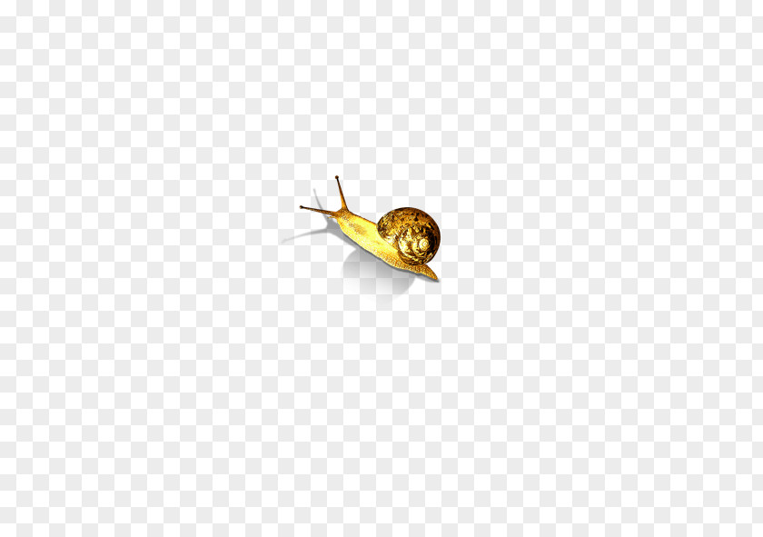 Golden Snail Yellow Flooring Insect Wing Pattern PNG