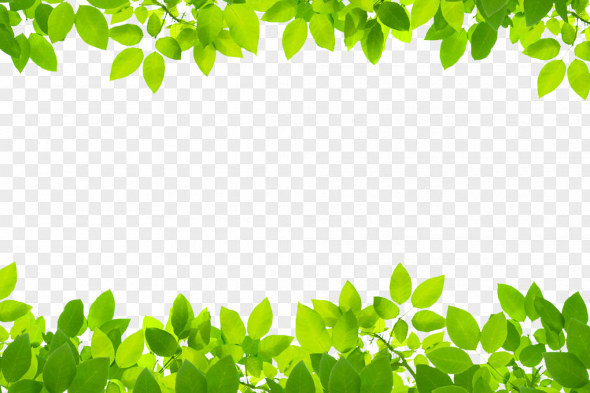Green Leaves Stock Photography Leaf Royalty-free Clip Art PNG