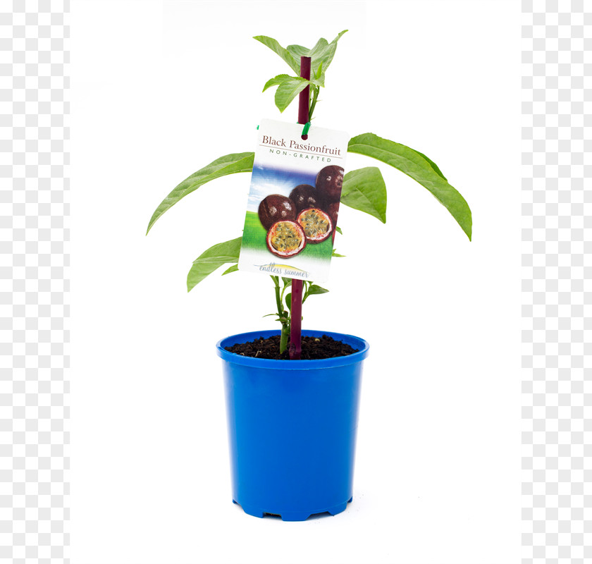 Tree Flowerpot Passion Fruit Vine Plant PNG