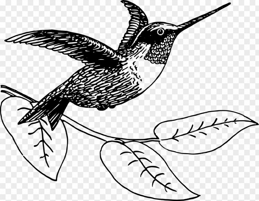 Bird Ruby-throated Hummingbird Clip Art PNG