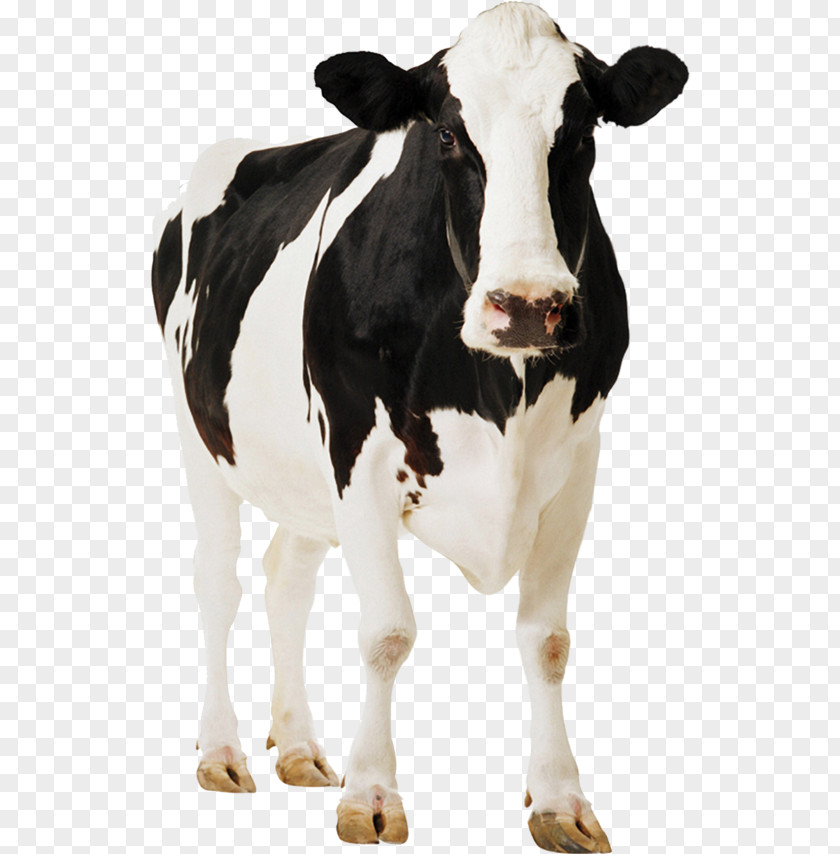 Bull Animal Figure Cow Background PNG