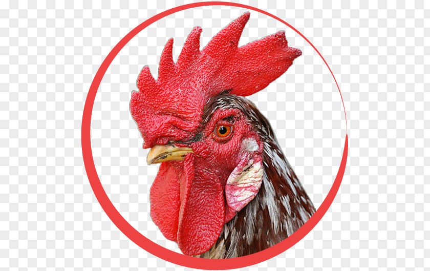 Chicken Rooster Cockfight Comb Wattle PNG