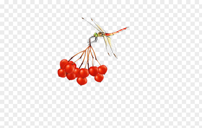 Dragonfly Red Cherry Picking Fruit PNG
