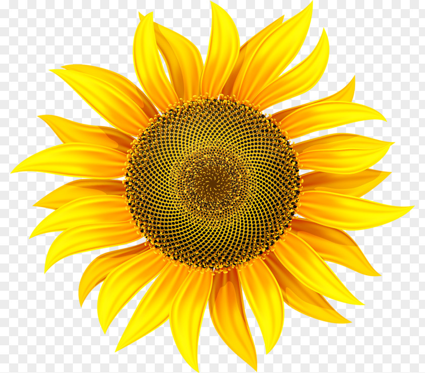 Flower Common Sunflower Clip Art PNG