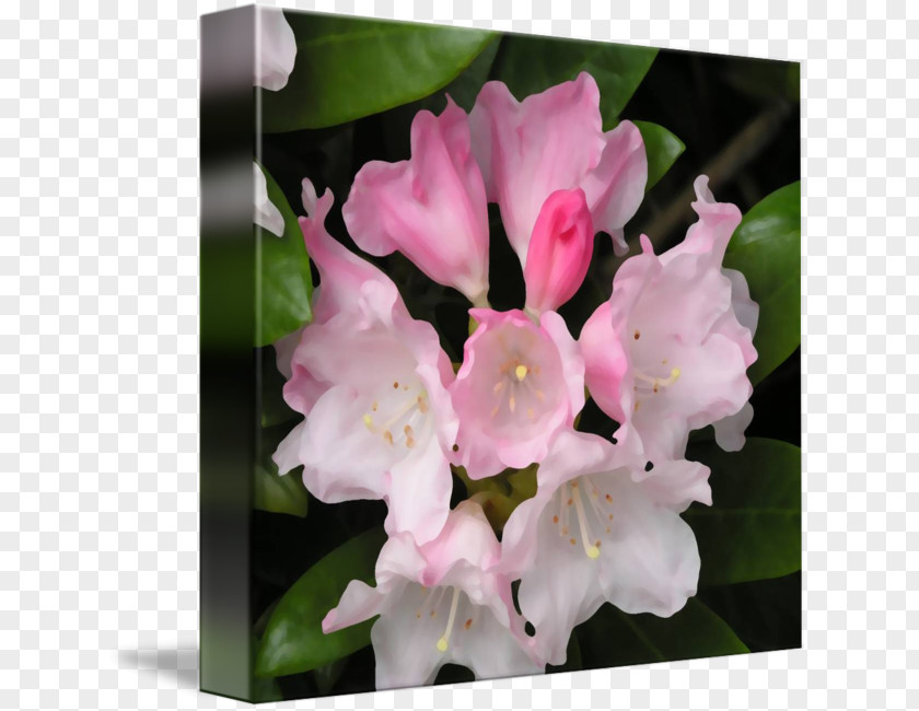 Rhododendron Mucronulatum Imagekind Morning Aerides Quinquevulnera Art Plant PNG