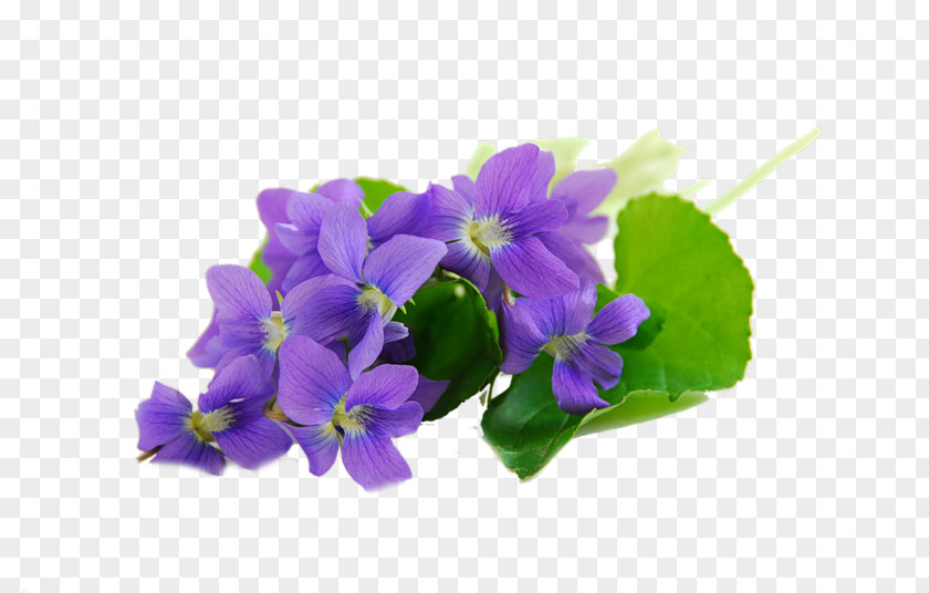 Sweet Violet African Violets Parma Royalty-free PNG