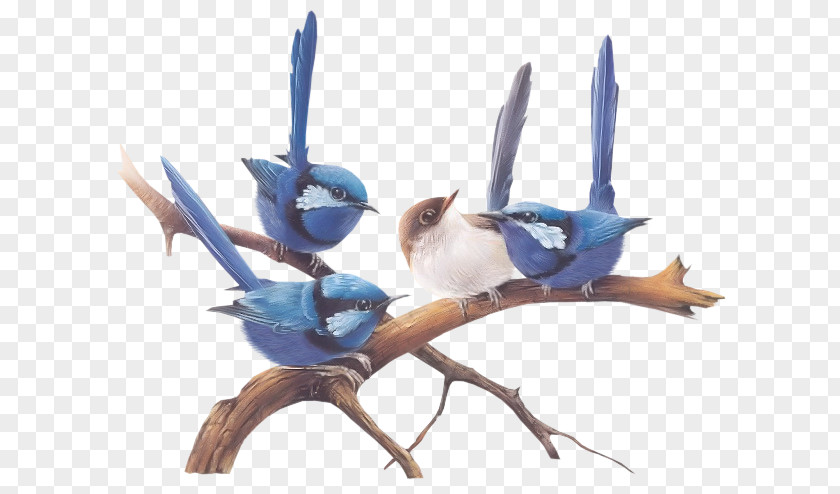 Bird A Portfolio Of Australian Birds Wren Little Corella Painting PNG