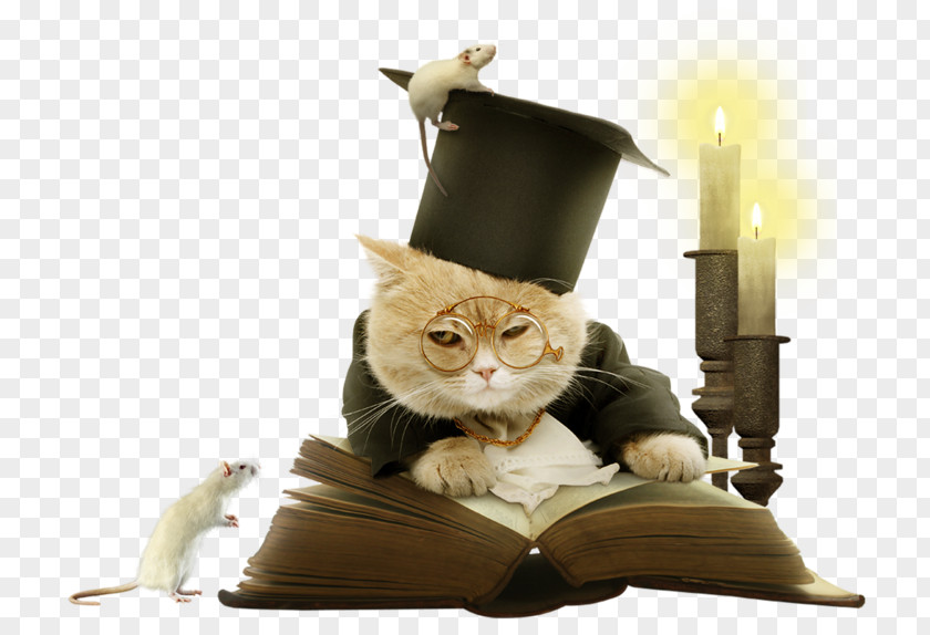 Dr. Cat Reading Kitten Clip Art PNG