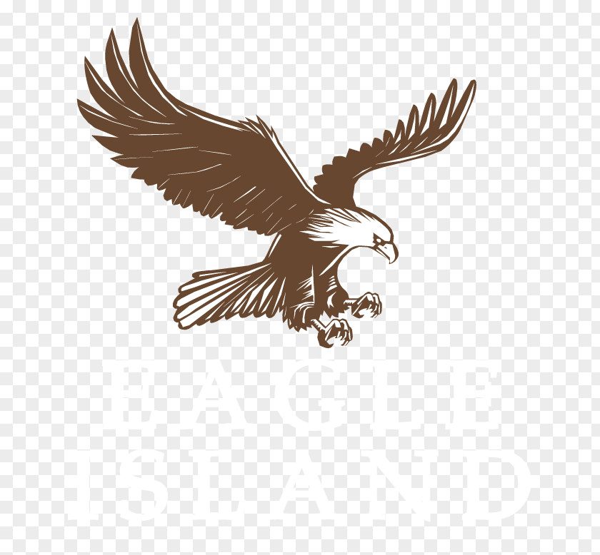 Eagle Bald Drawing PNG