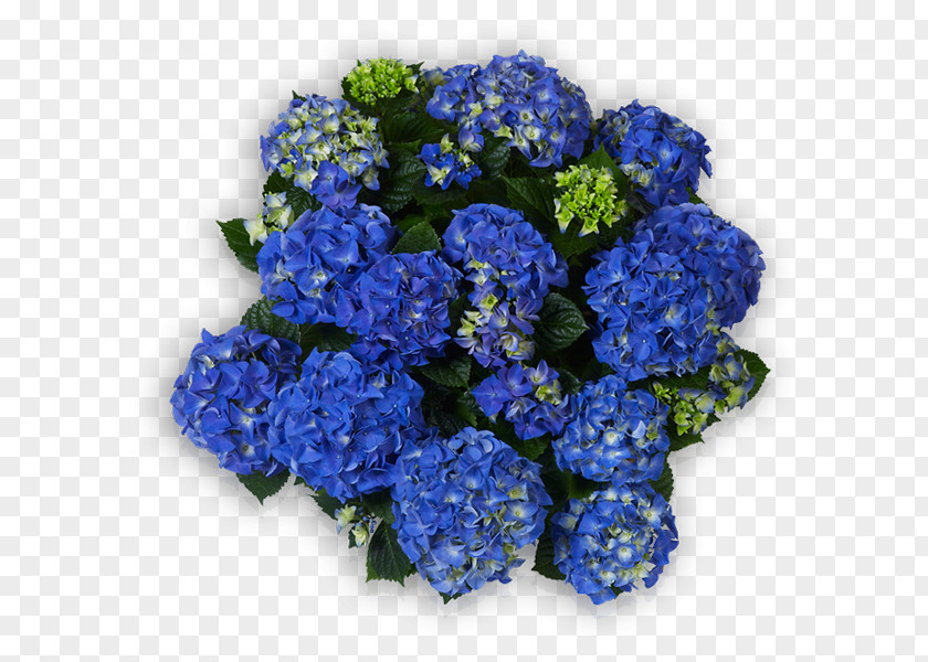 Flower Hydrangea Blue Cut Flowers Petal PNG