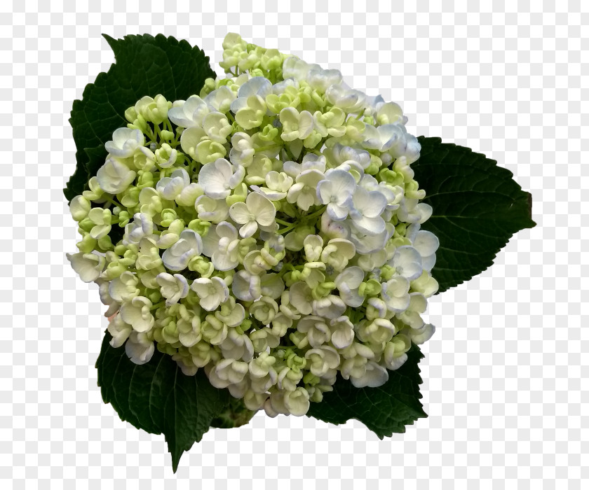 Flower Hydrangea Cut Flowers Plant Stem Floral Design PNG