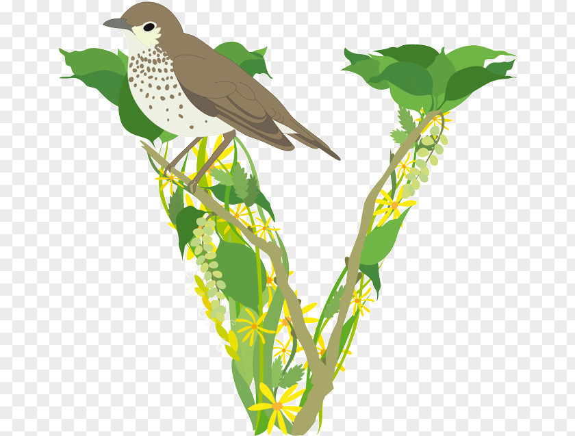 Graduation Season Element Flora Fauna Feather Beak Cuckoos PNG