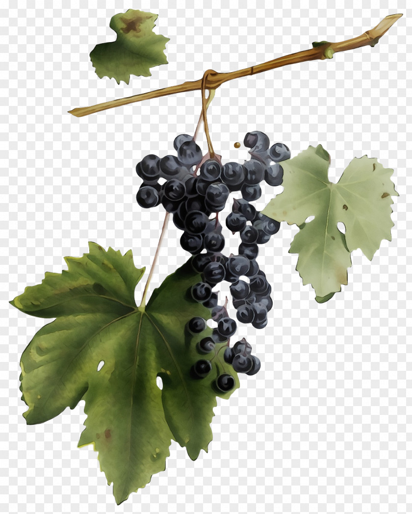 Grape Seedless Fruit Leaves Grapevines PNG