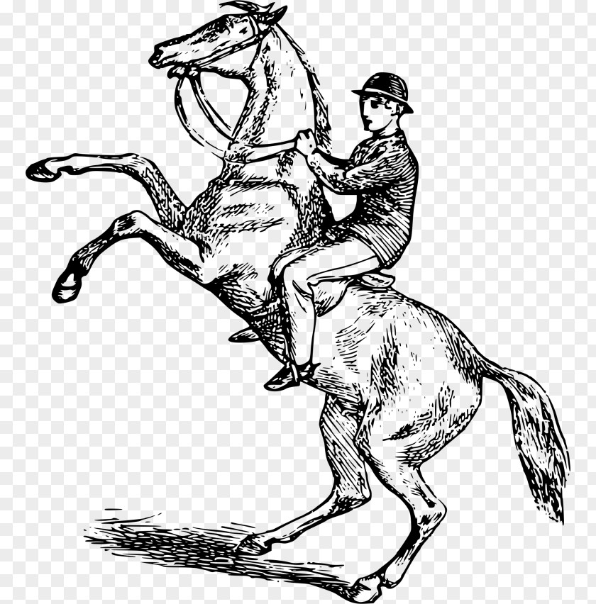 Horse Equestrian Rearing Clip Art PNG