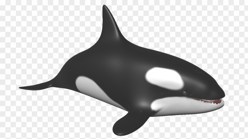 Killer Porpoise Whale Marine Mammal Dolphin PNG