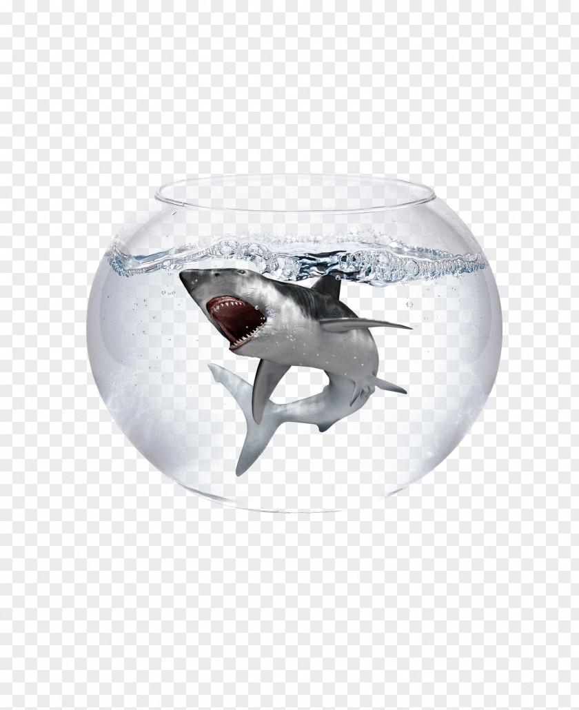 Trapped In The Aquarium Of Sharks Caribbean Reef Shark Blacktip Goldfish Great White PNG