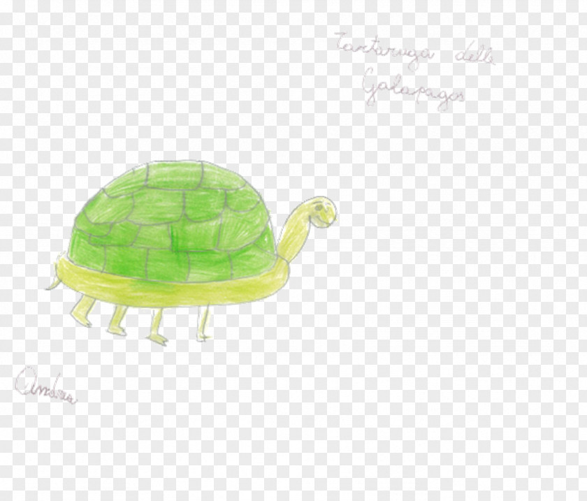 Turtle Green Plastic PNG