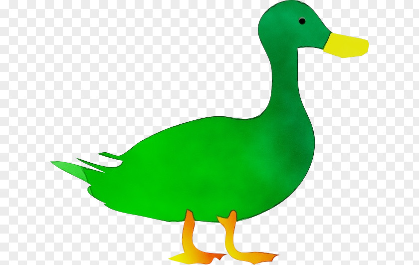 American Black Duck Goose Bird Mallard Ducks, Geese And Swans Water PNG