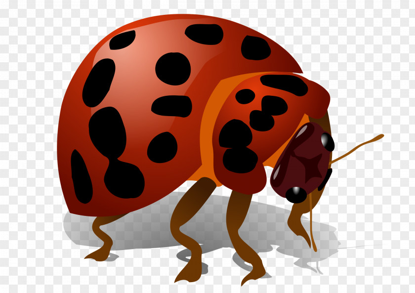 Beetle Bug Art Color PNG