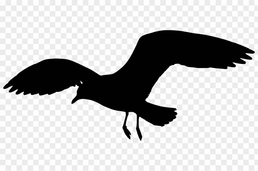 Gull Gulls Silhouette Clip Art PNG