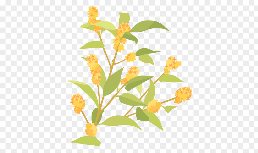 Kinmokusei Flower. PNG