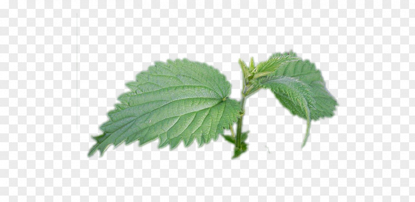 Plant Common Nettle Beefsteak Clipping Path Weeping Fig PNG