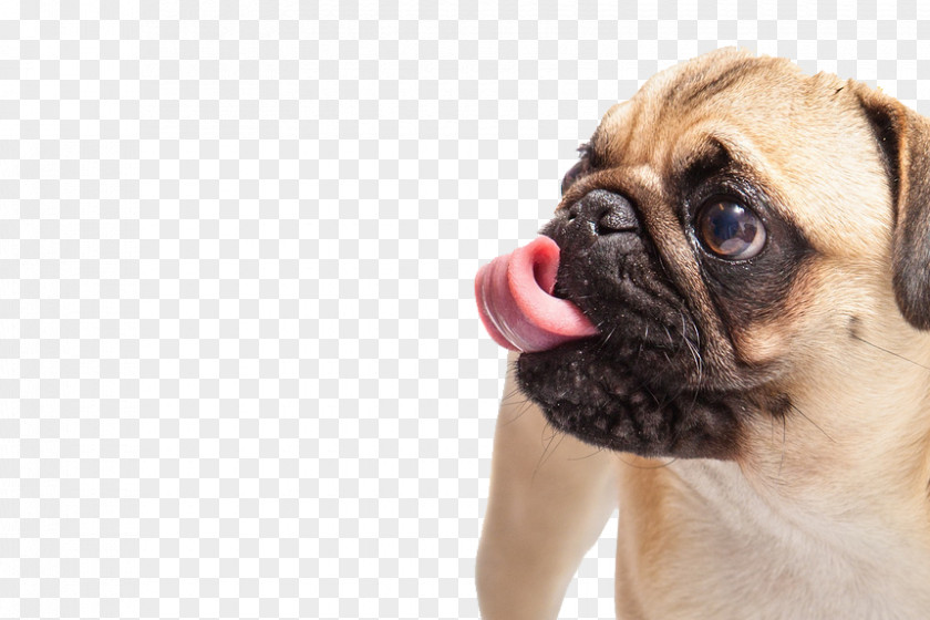 Spit The Tongue Of Skin Pug French Bulldog Puppy Dog Breed PNG