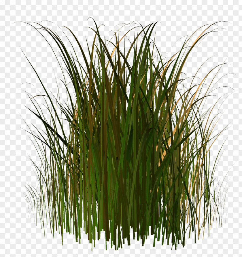 Tall Grass Clip Art Wetland Vegetation Flora Desktop Wallpaper PNG