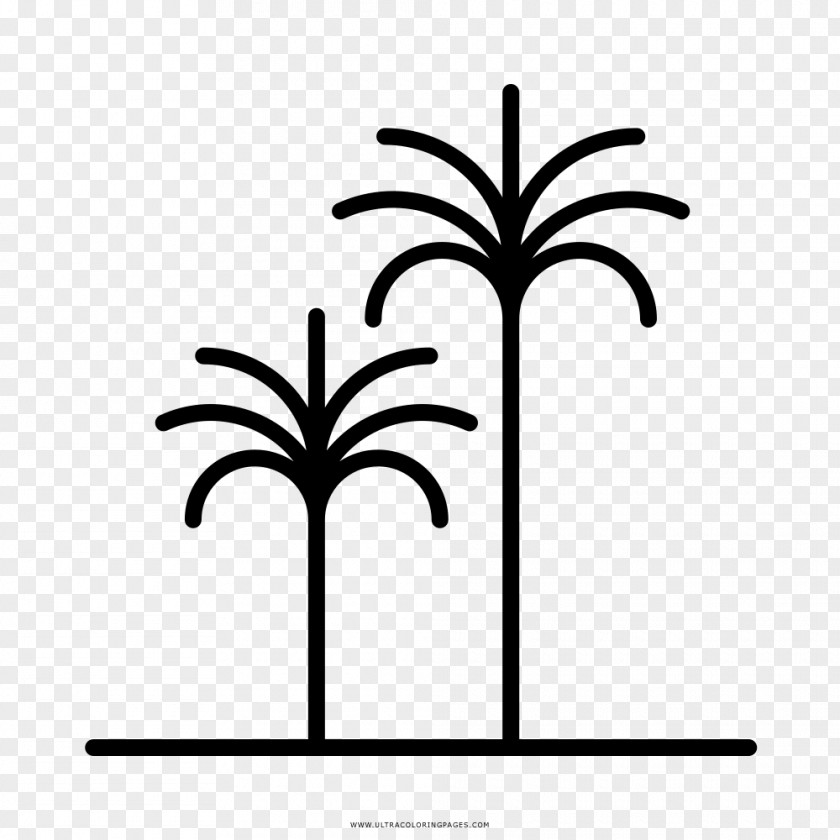 Tropical Drawing Coloring Book Arecaceae Black And White Clip Art PNG