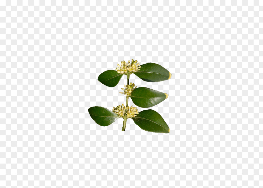 Boxwood Bonsai Buxus Sempervirens Leaf Shrub Microphylla Hedge PNG
