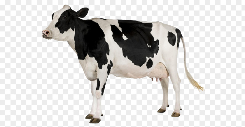Dairy Cattle Holstein Friesian White Park Baka Goat PNG