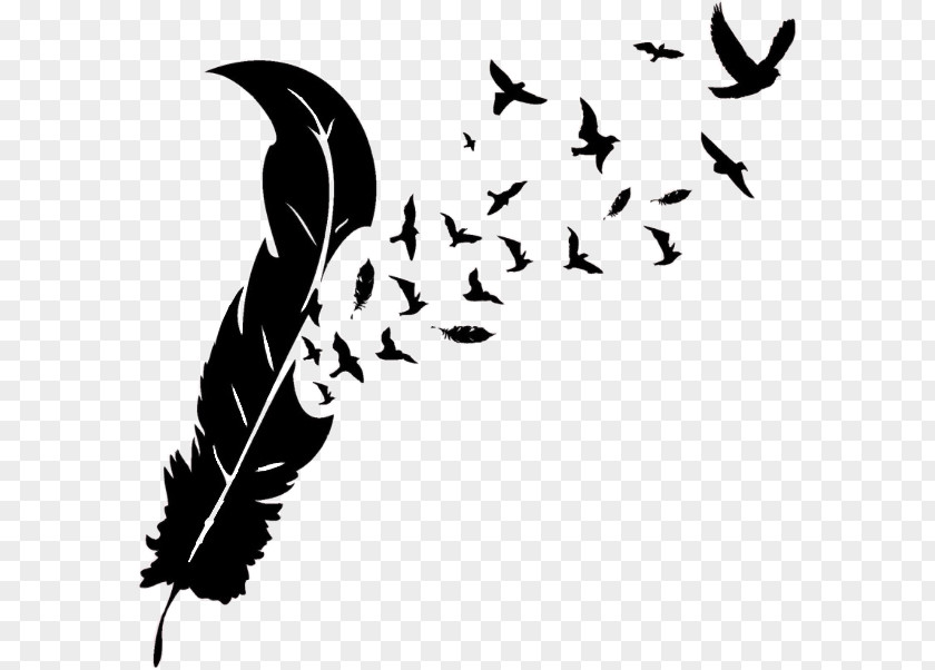 Feather Bird Wall Decal Photography Sticker PNG