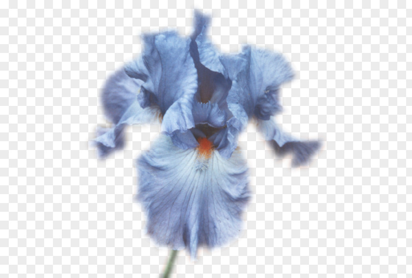 Flower Lilium Petal PNG
