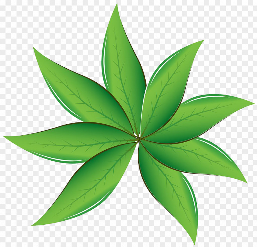 Hand-painted Green Tea Illustration PNG