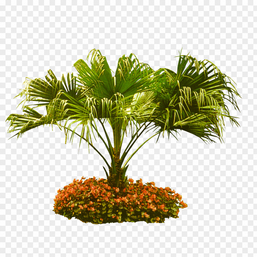 Ornamental Trees Tieshan Arecaceae Tree Coconut Garden PNG