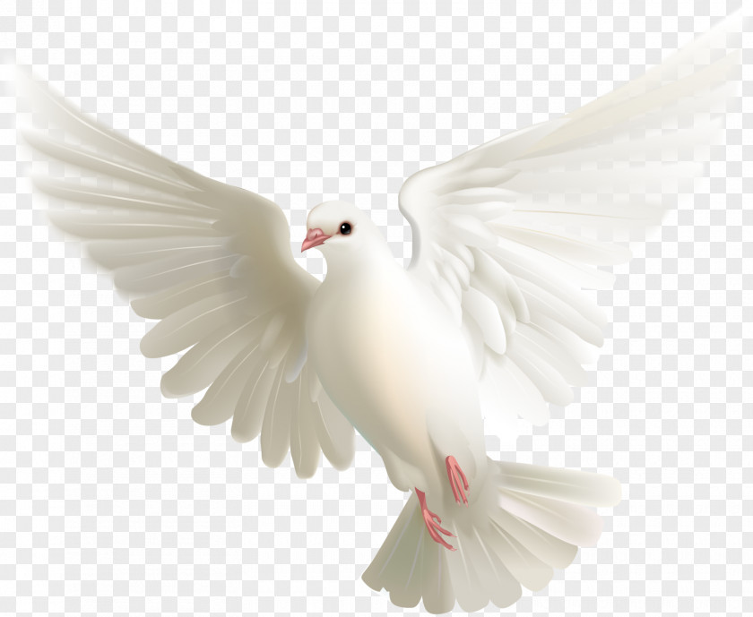 Angels Vector Columbidae Fantail Pigeon Bird Release Dove Squab PNG