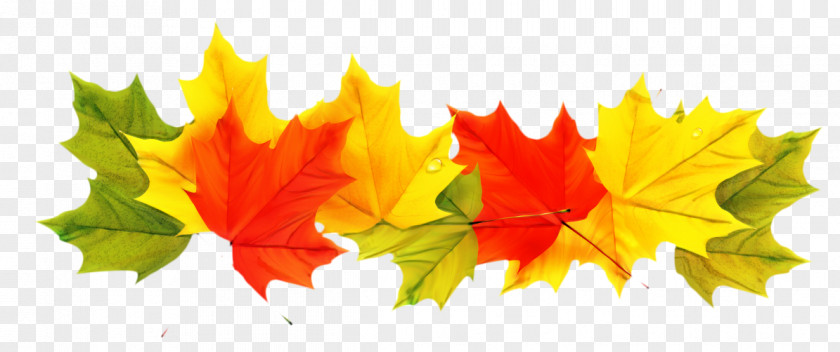 Autumn Leaf Color Clip Art Image PNG