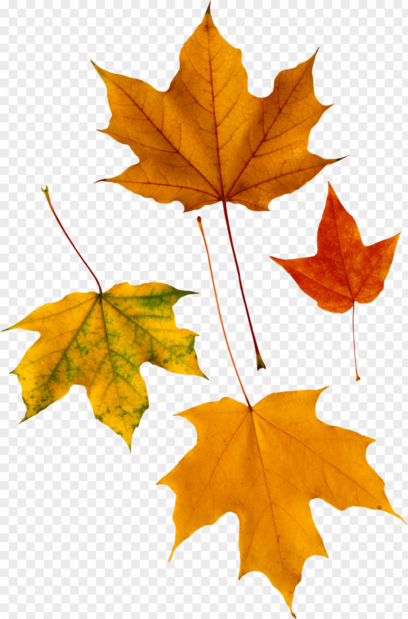 Autumn Leaf Red Maple Color PNG